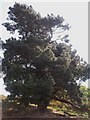 SP1843 : Fine coniferous trees by Michael Dibb