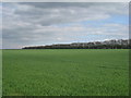 View towards Highfield Plantation