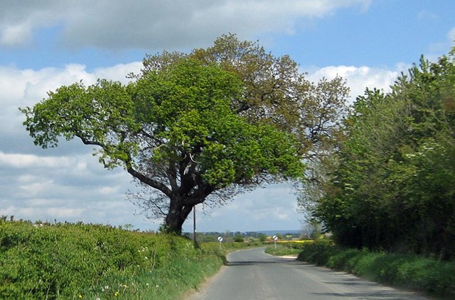 Windswept tree by Kirby Misperton Lane