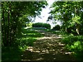 Bridleway with bluebells west of Crawfold Furze