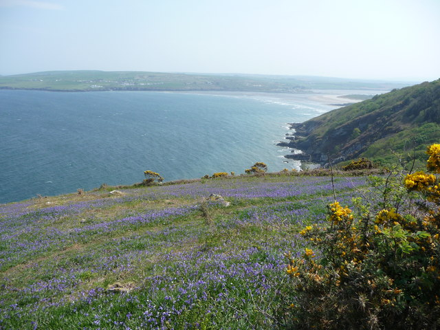 Bluebells on the Pembrokeshire Coast Path