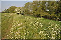 Thames path near Castle Eaton