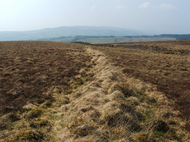 Old field boundary
