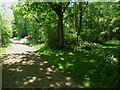 Bridleway with logpile in Medhone Copse