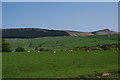 Sheep field above Stirton