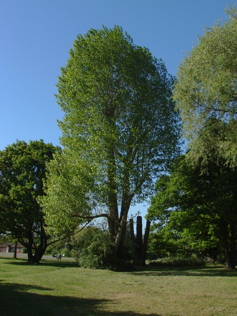 Woodstreet Green © Alan Hunt cc-by-sa/2.0 :: Geograph Britain and Ireland