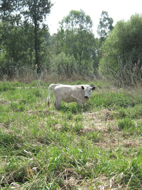 Cattle Grazing at Winnall Moors