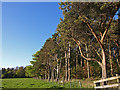 NU0246 : Pine Trees near Cheswick House by wfmillar