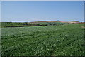 SD9854 : Spring crop near Hagg Farm by Bill Boaden