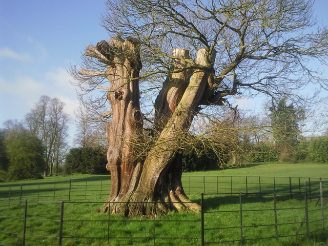 Veteran tree at Foots Cray Meadows © Marathon :: Geograph Britain and ...