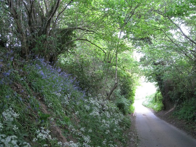 Bluebells on a steep bank