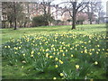 TQ2478 : Daffodils in Margravine Cemetery by Marathon