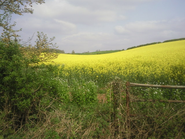 Field of oil seed rape seen from the... © Marathon :: Geograph Britain ...