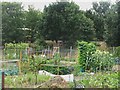 Adams Road Allotments (2)