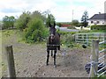 Inquisitive horse, Ligfordrum