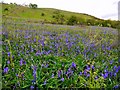 NY8015 : Bluebells above Swindale Beck by Andrew Curtis