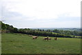 Sheep in field near Dallington