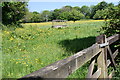 Buttercup meadow at Roscadghill