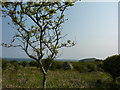 SH6381 : Oak tree; Parc Trwyn- du by Peter Barr