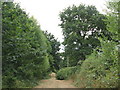 Track in the woods west of the Bethlem Royal Hospital, Monks Orchard Road, BR3 (2)