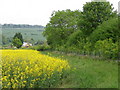 Oilseed rape near Tisbury