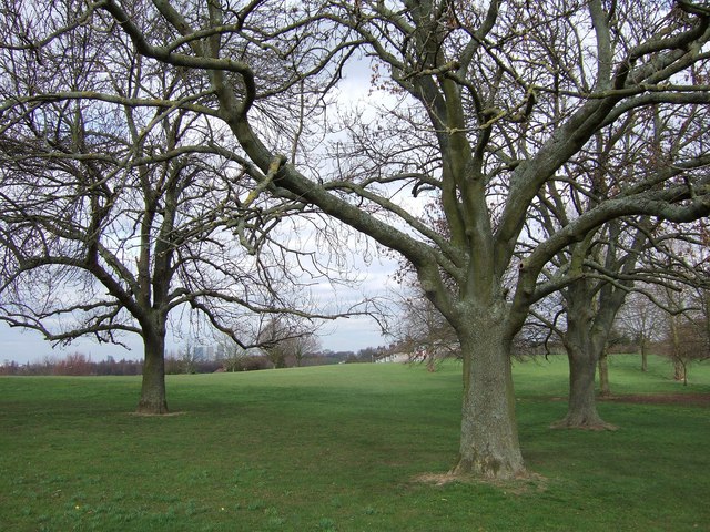 Trees on Blythe Hill Fields