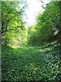 Course of the Dorset and Somerset Canal