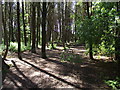 Woodland by the Wayoh reservoir