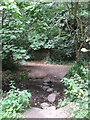 Stepping stones over The Beck, High Broom Wood