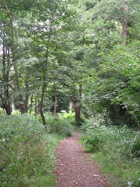 Path in High Broom Wood
