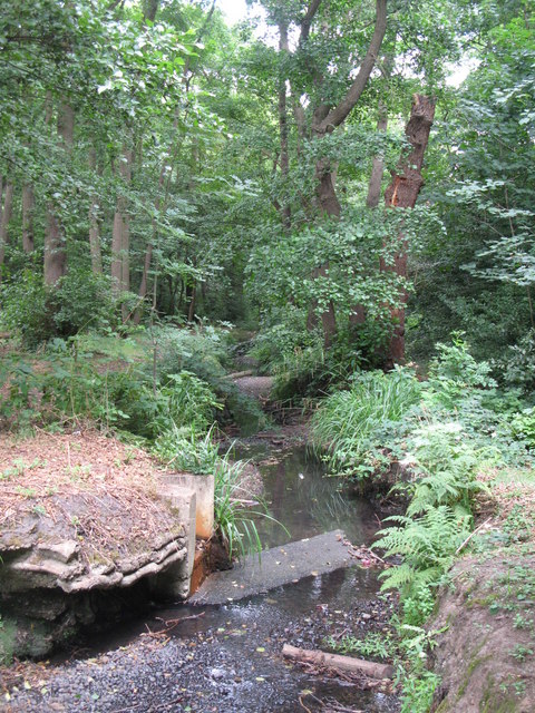 The Beck, High Broom Wood (9)