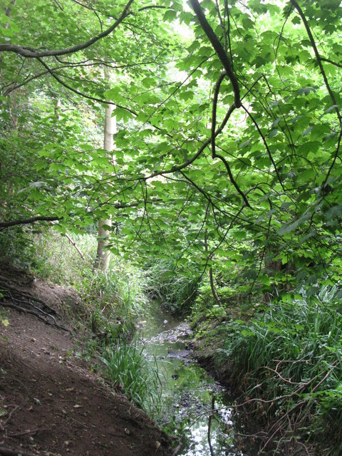 The Beck, High Broom Wood (14) © Mike Quinn cc-by-sa/2.0 :: Geograph ...