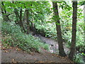 The Beck, High Broom Wood (16)