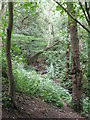 The Beck, High Broom Wood (17)