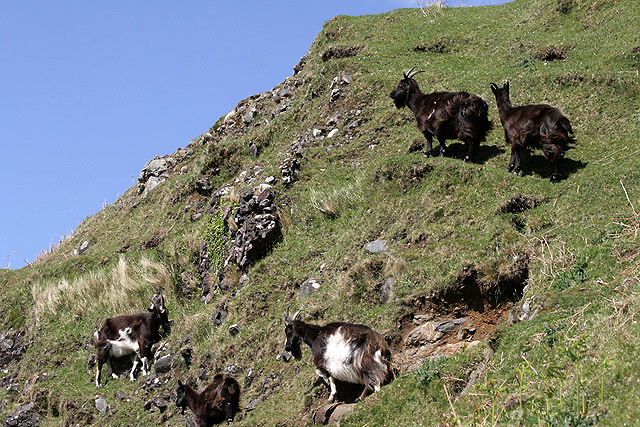 Feral goats on Kerrera