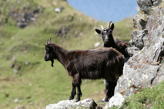 Wild goats on Kerrera
