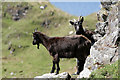 NM8026 : Wild goats on Kerrera by Walter Baxter