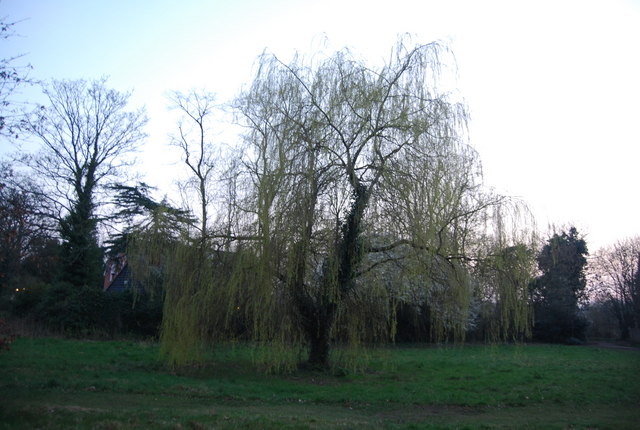 Weeping willow, Hadley Green