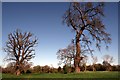 SJ4159 : Trees near Aldford Castle by Jeff Buck