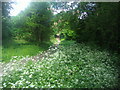 Path by the Hogsmill river, Malden