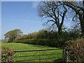 Field boundary, Puddington