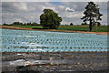 SP0653 : Field of strawberries by Philip Halling