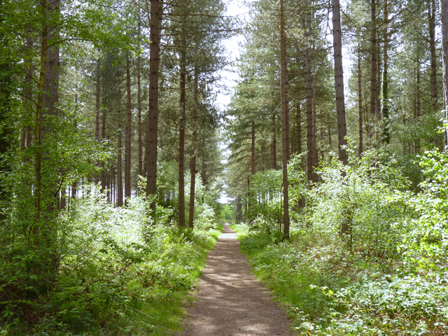 Footpath at Hurn Forest © Mike Smith :: Geograph Britain and Ireland