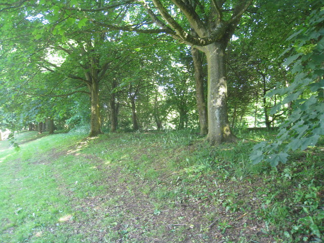 Trees on the embankment