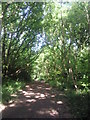 Woodland path on Putney Heath