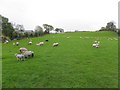 Sheep, Drumlegagh