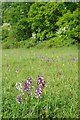 Orchids in Oxley Meaddows