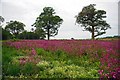 Trees & Red Campion