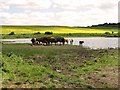 TG0943 : Cattle resting by the lake in Kelling water meadow by Evelyn Simak