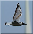 SZ6299 : Black-headed Gull, Gosport, Hampshire by Peter Trimming